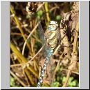 Aeshna mixta - Herbst-Mosaikjungfer m09.jpg